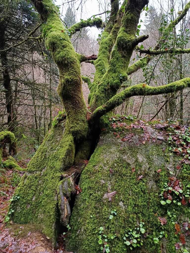 Forêt de Huelgoat (Finistère)