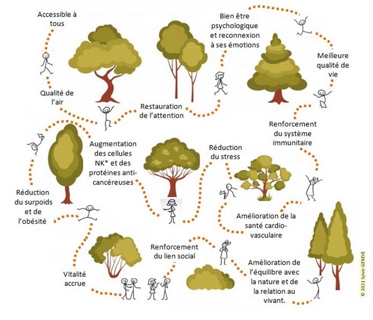 Effets et bienfaits de la forêt