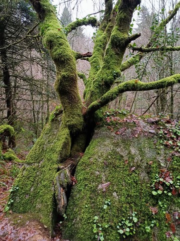 Forêt de Huelgoat (Finistère)